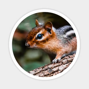 Chipmunk Photograph Magnet